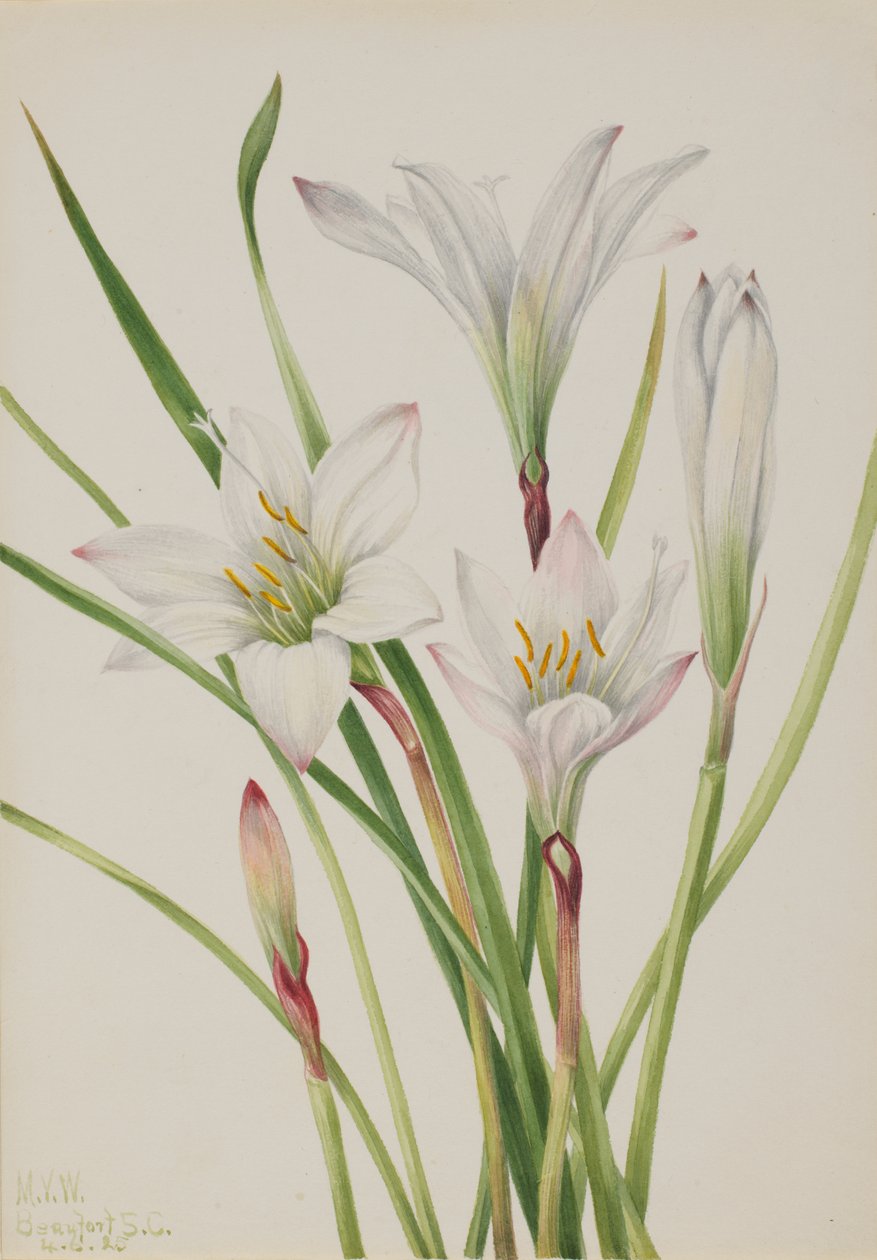 Atamasco-Lily Atamosco atamasco, 1925. alkotó: Mary Vaux Walcott