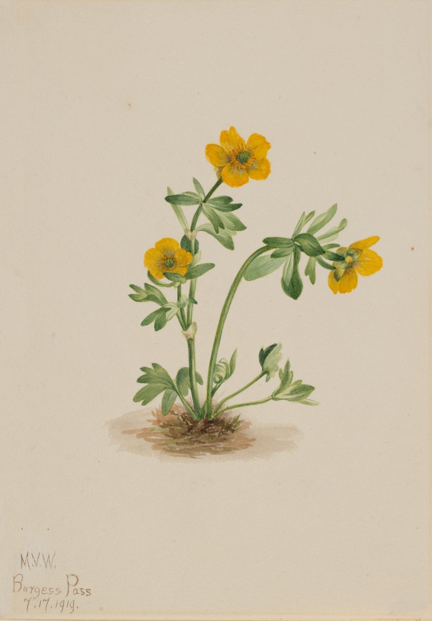 Lavinaboglárka Ranunculus suksdorfii, 1919. alkotó: Mary Vaux Walcott