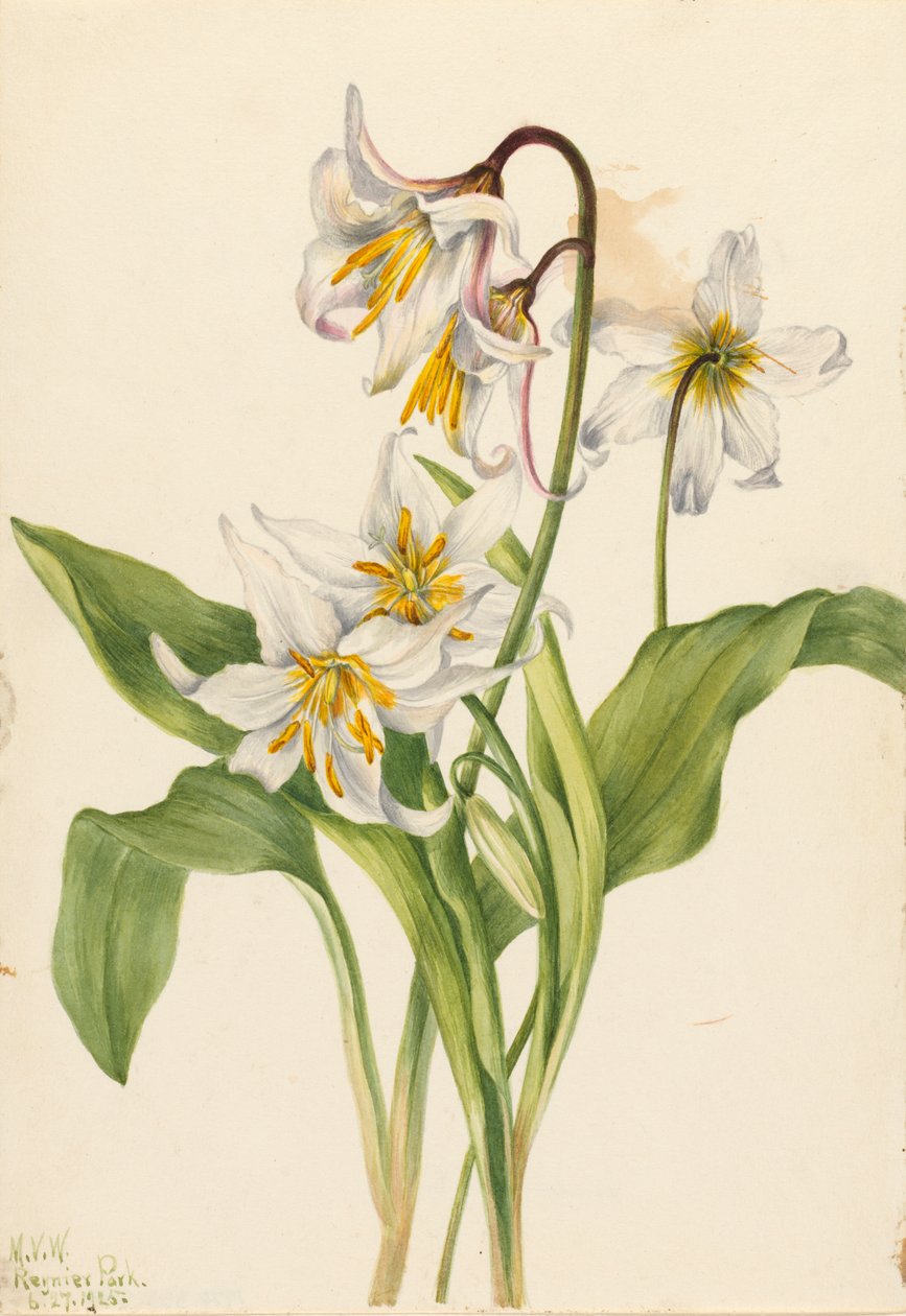 Lavinaliom Erythronium montanum, 1925 alkotó: Mary Vaux Walcott