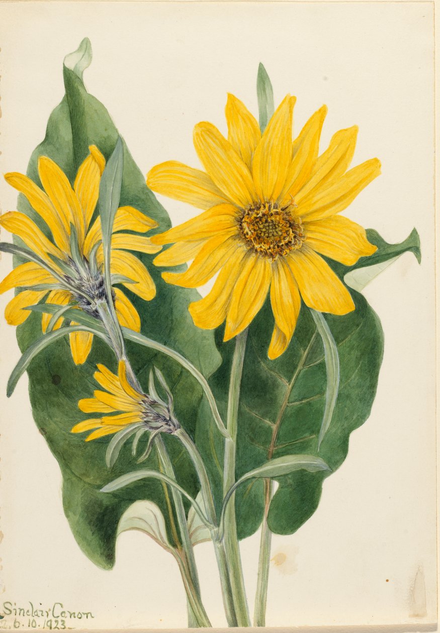 Balsamroot Balsamorhiza sagittata, 1923. alkotó: Mary Vaux Walcott