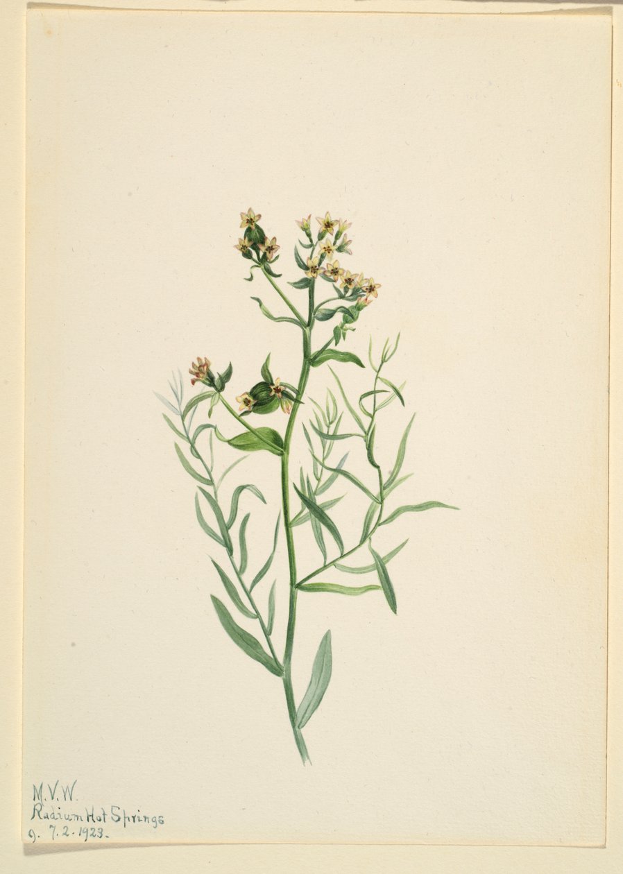 Fattyú varangyvirág (Comandra pallida) alkotó: Mary Vaux Walcott