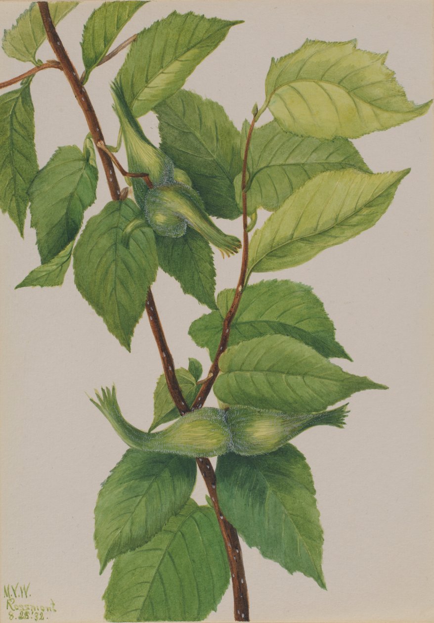 Csőrös mogyoró (Corylus rostrata) alkotó: Mary Vaux Walcott