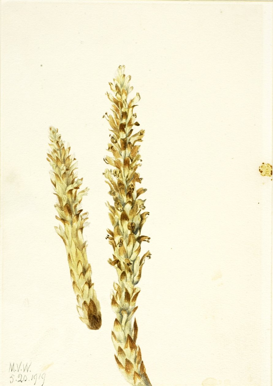 Medve kukorica (Conopholis americana) alkotó: Mary Vaux Walcott
