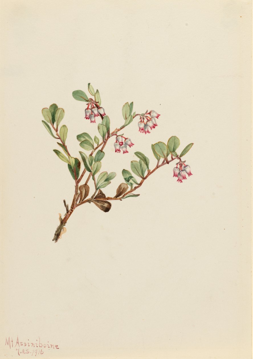 Medvehagyma (Arctostaphylos uva-ursi) alkotó: Mary Vaux Walcott