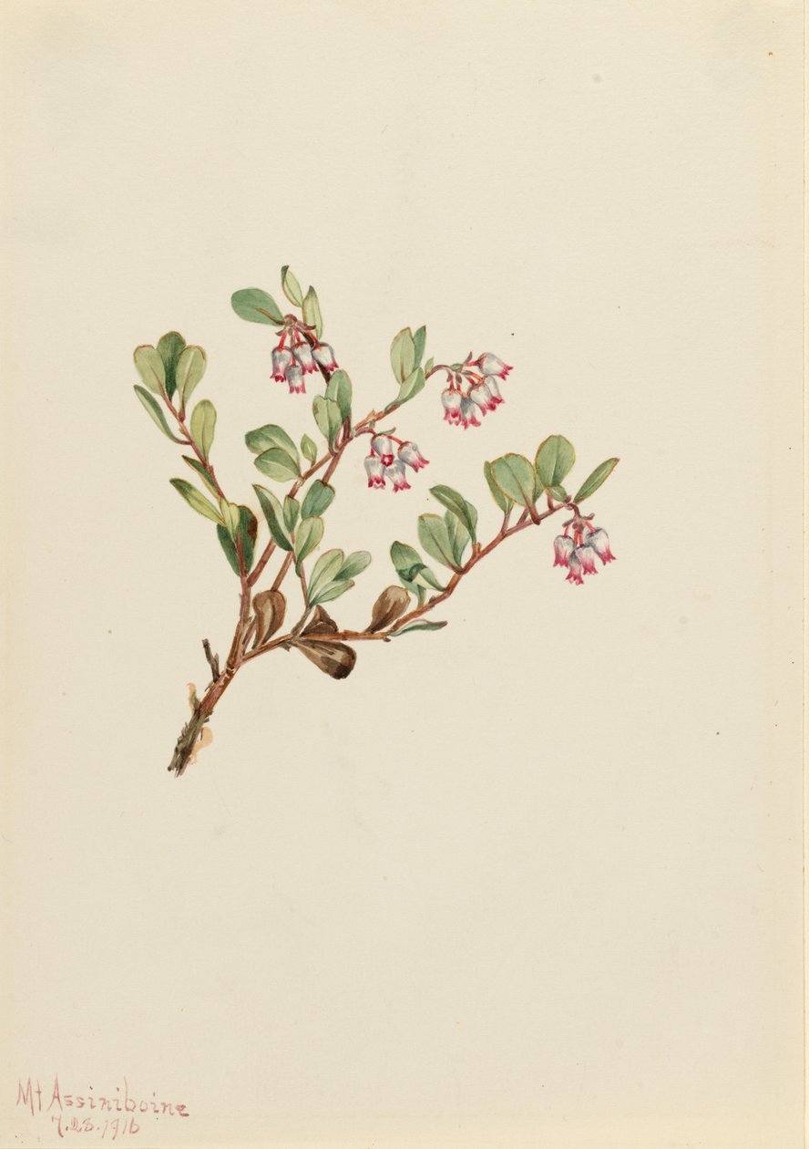 Medveszőlő Arctostaphylos szőlőmedve, 1916 alkotó: Mary Vaux Walcott