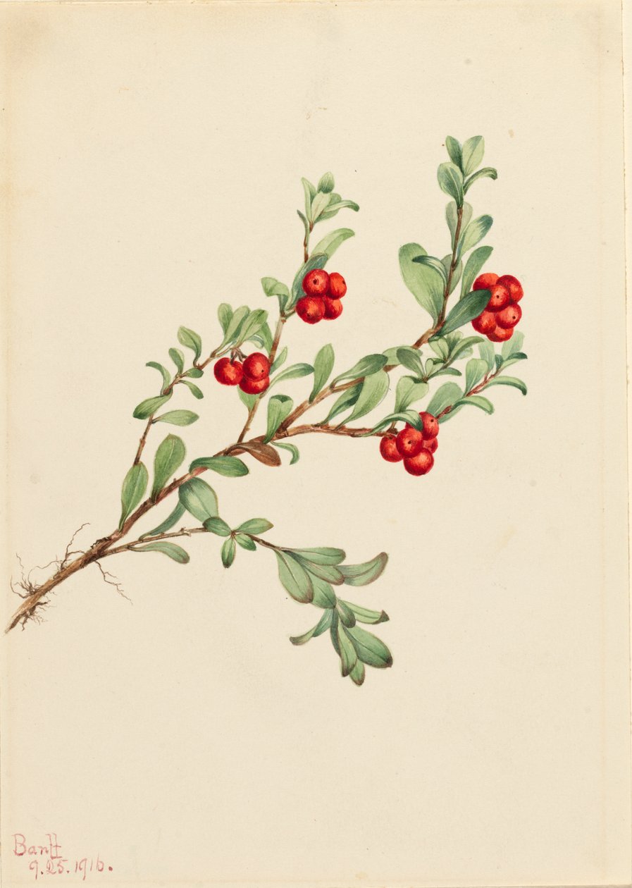 Medveszőlő Arctostaphylos szőlőmedve, 1916 alkotó: Mary Vaux Walcott