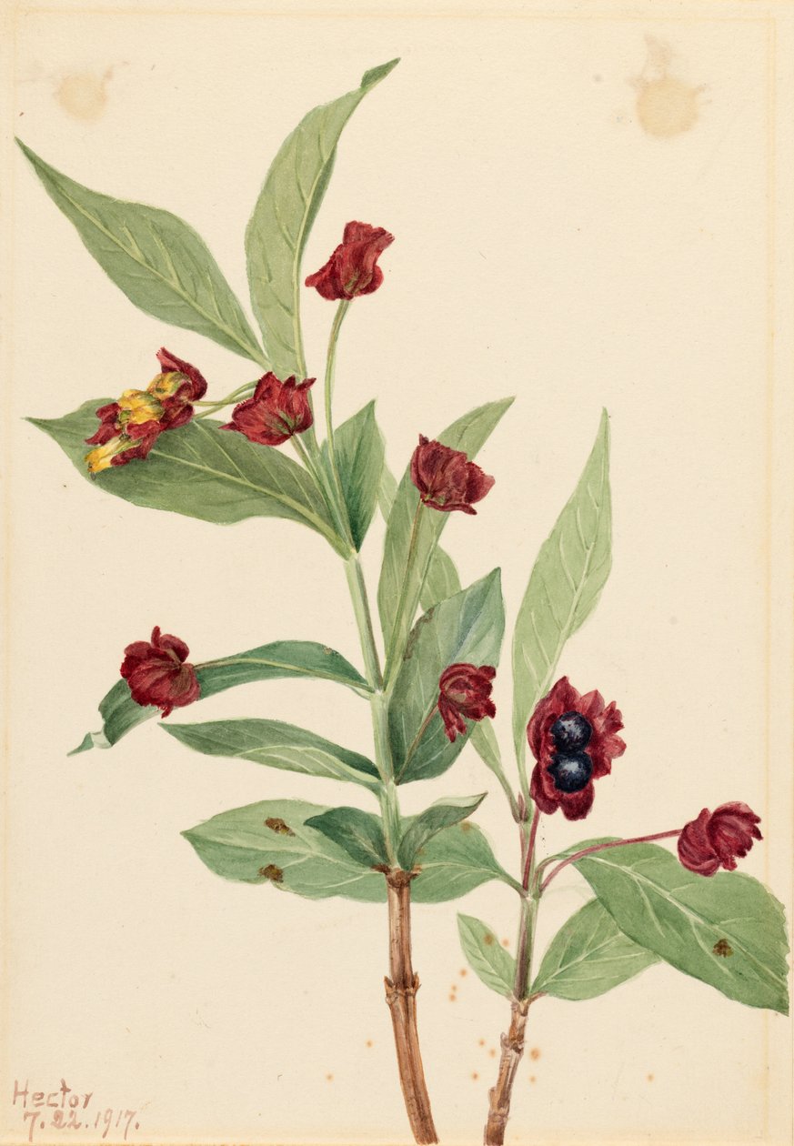 Medvehagyma lonc (Lonicera involucrata) alkotó: Mary Vaux Walcott