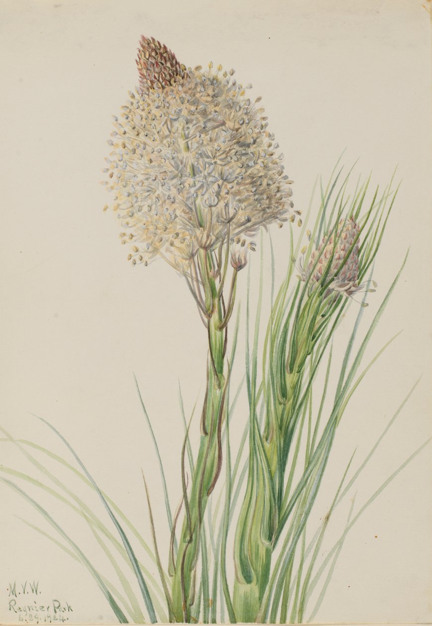 Medvefű Xerophyllum tenax, 1924. alkotó: Mary Vaux Walcott