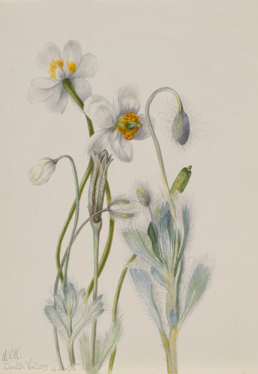 Bearpoppy Arctomecon merriami, 1935. alkotó: Mary Vaux Walcott