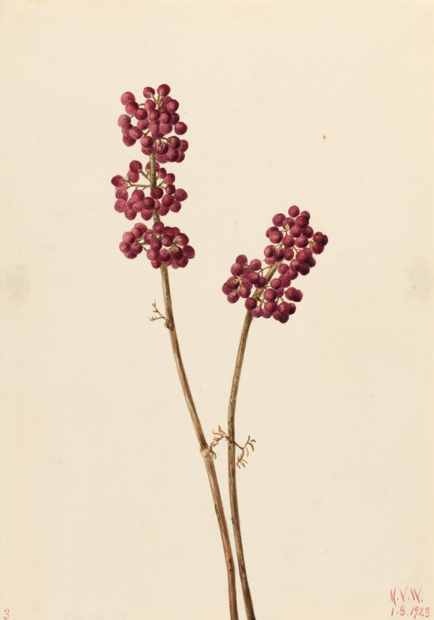 Beauty Berry Callicarpa americana, 1923. alkotó: Mary Vaux Walcott