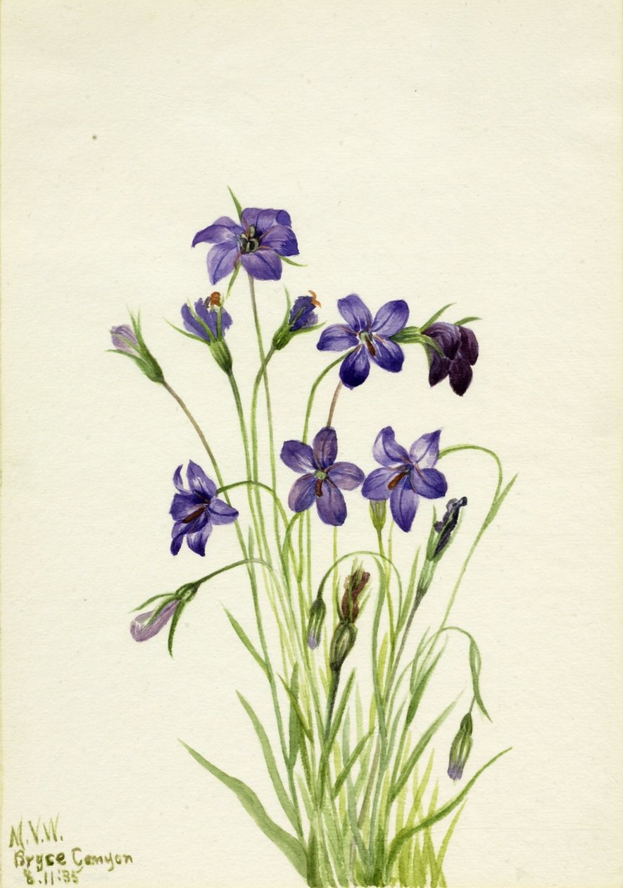 Harangvirág (Campanula) alkotó: Mary Vaux Walcott