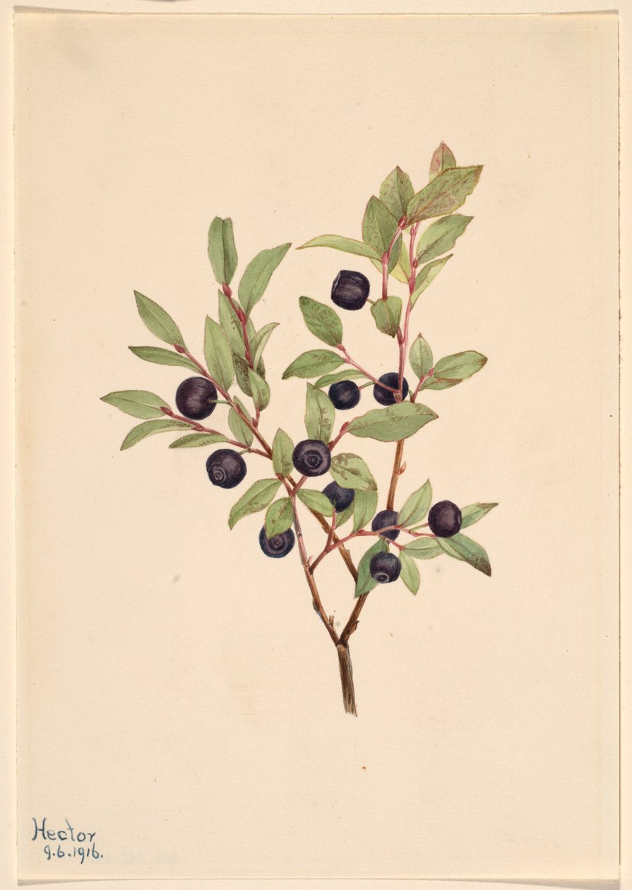 Nagy Whortleberry (Vaccinium membranaceum) alkotó: Mary Vaux Walcott