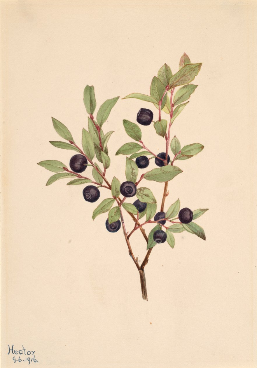 Big Whortleberry Vaccinium membranaceum, 1916. alkotó: Mary Vaux Walcott