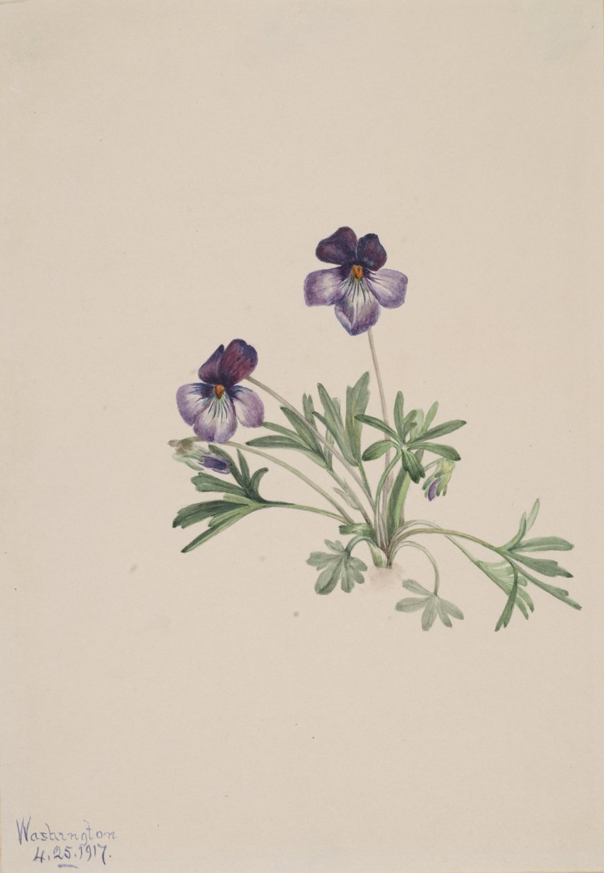 Birdsfoot Violet Viola pedata, 1917. alkotó: Mary Vaux Walcott
