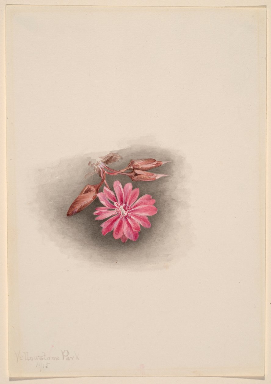 Bitterroot (Lewisia redivivivia) alkotó: Mary Vaux Walcott