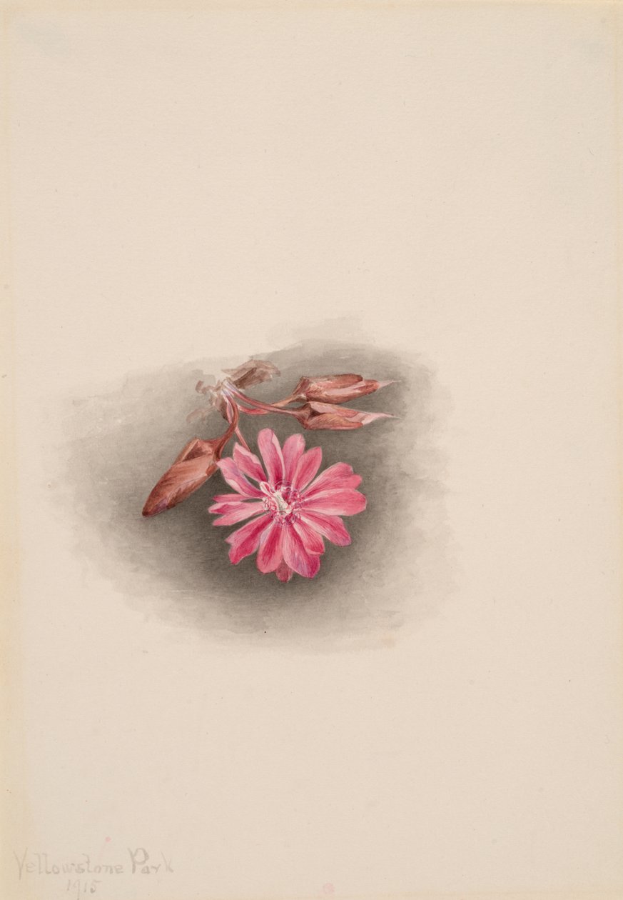 Keserűgyökér Lewisia redivivia, 1915. alkotó: Mary Vaux Walcott