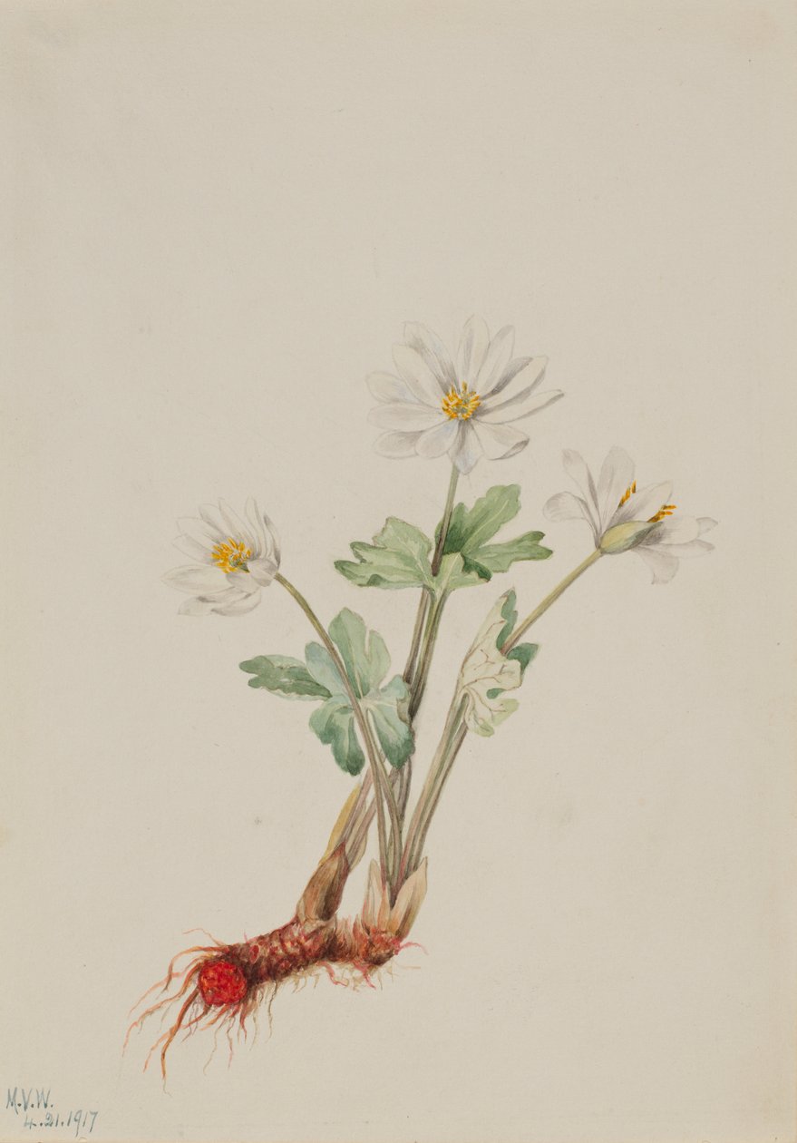 Vérgyökér (Sanguinaria canadensis) alkotó: Mary Vaux Walcott