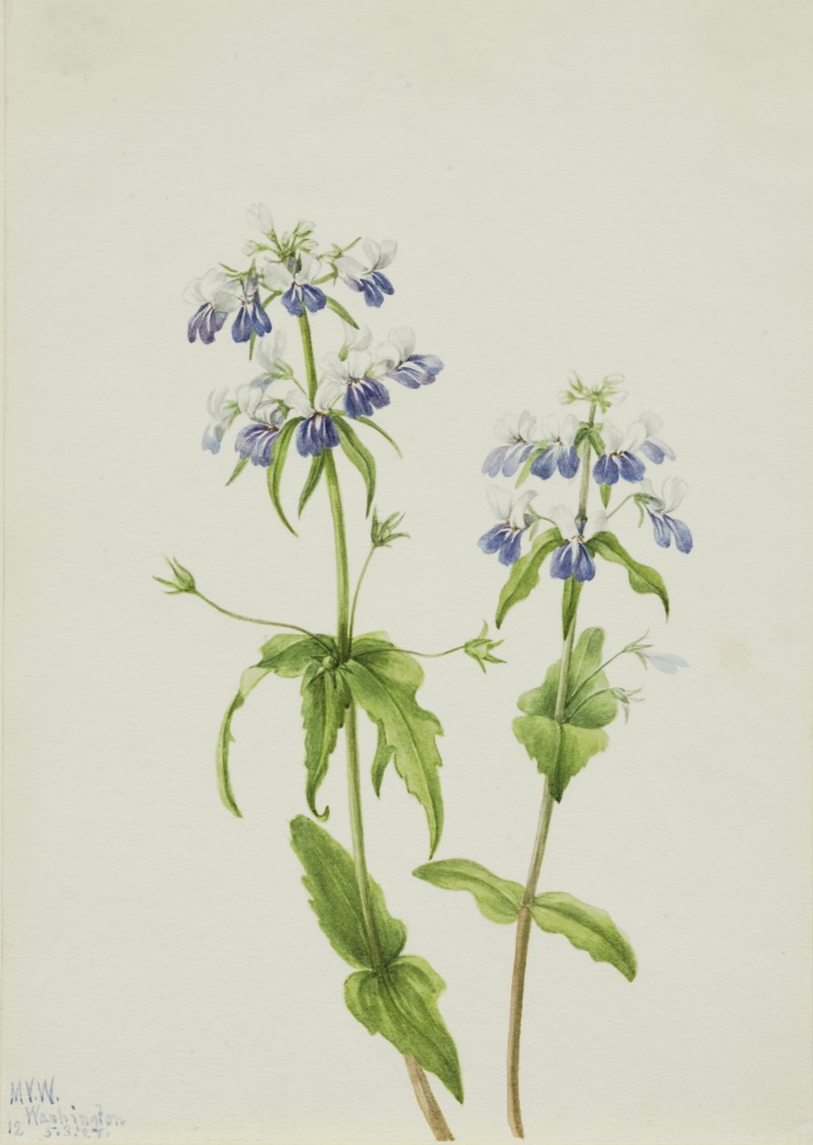 Kékszemű Mary Collinsia verna, 1927. alkotó: Mary Vaux Walcott