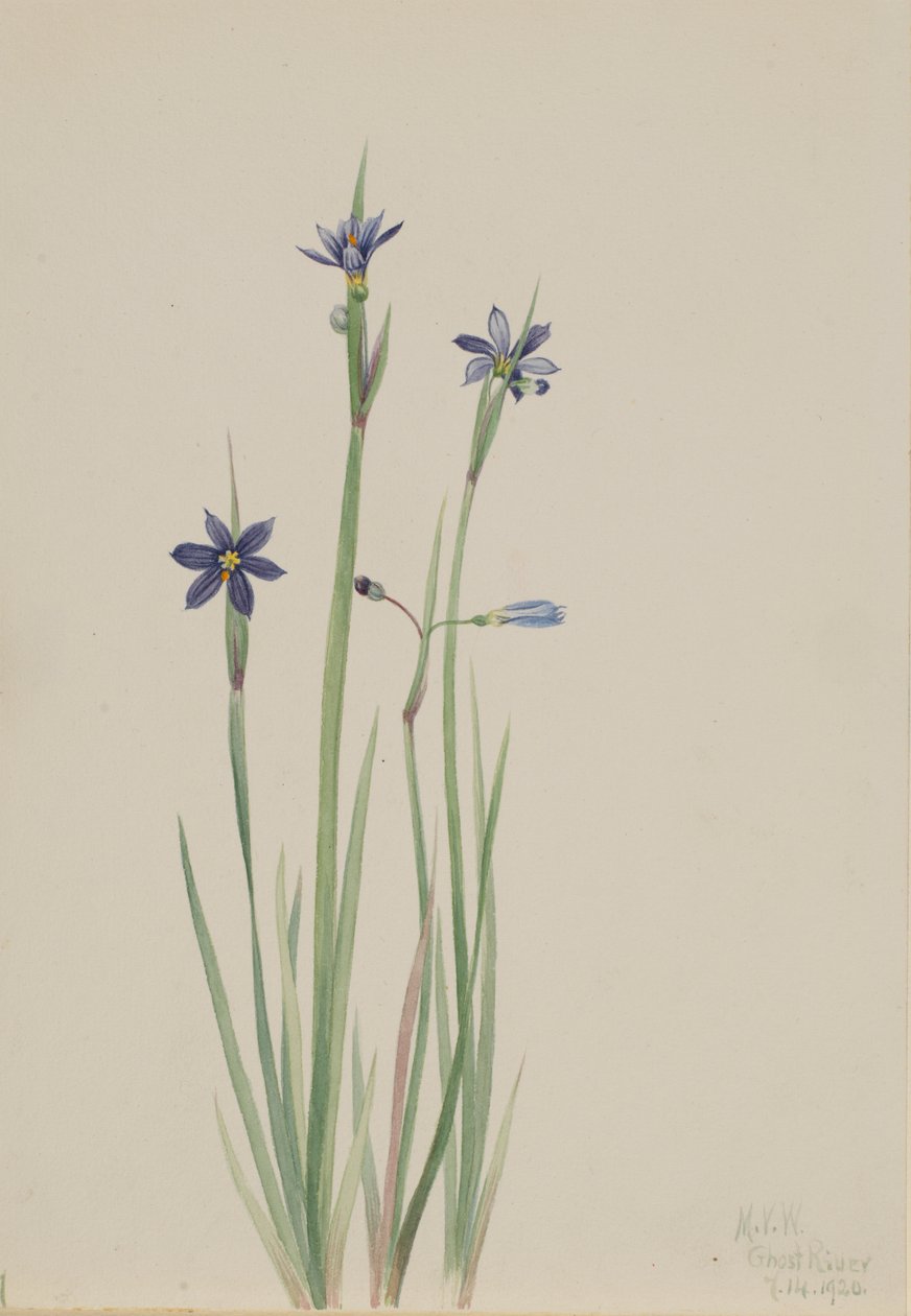 Kékszemű fű (Sisyrinchium angustifolium) alkotó: Mary Vaux Walcott