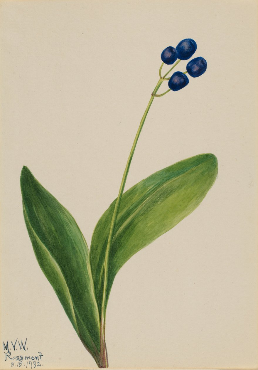 Kék gyöngy (Clintonia borealis) alkotó: Mary Vaux Walcott