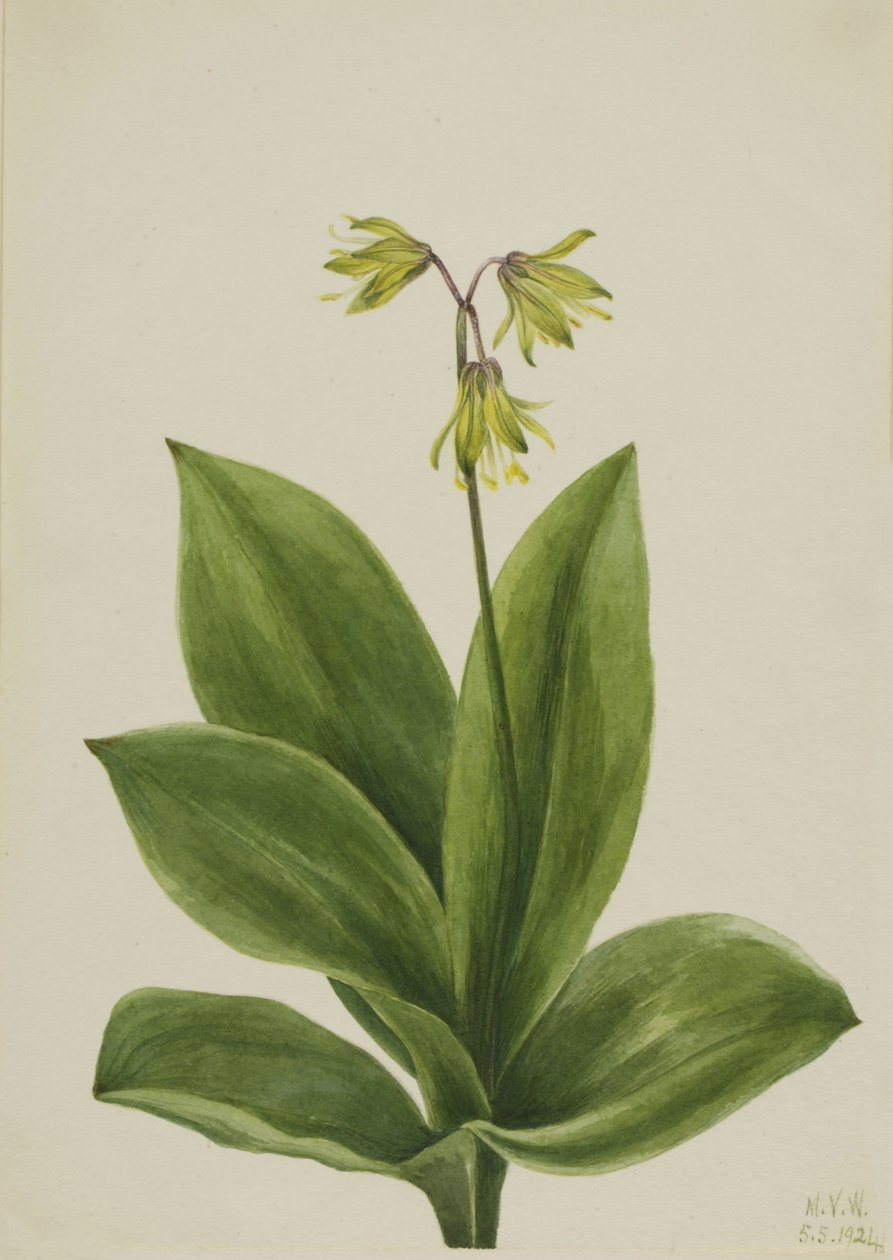 Kék gyöngy (Clintonia borealis) alkotó: Mary Vaux Walcott
