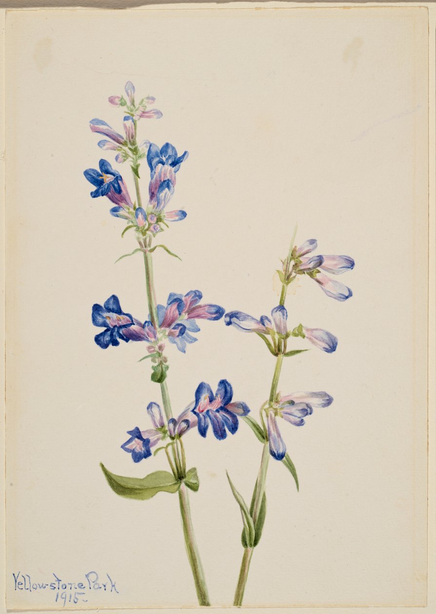 Kék szakáll-nyelv (Pentstemon) alkotó: Mary Vaux Walcott