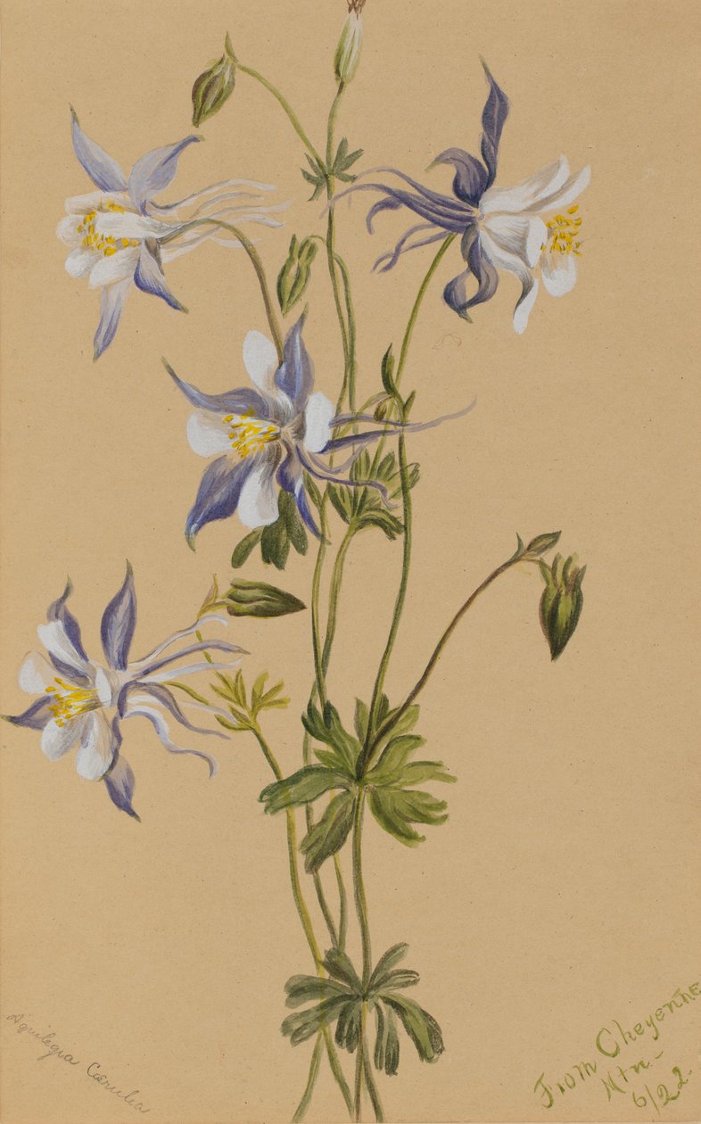 Kék Columbine (Aquilegia caerulea) alkotó: Mary Vaux Walcott