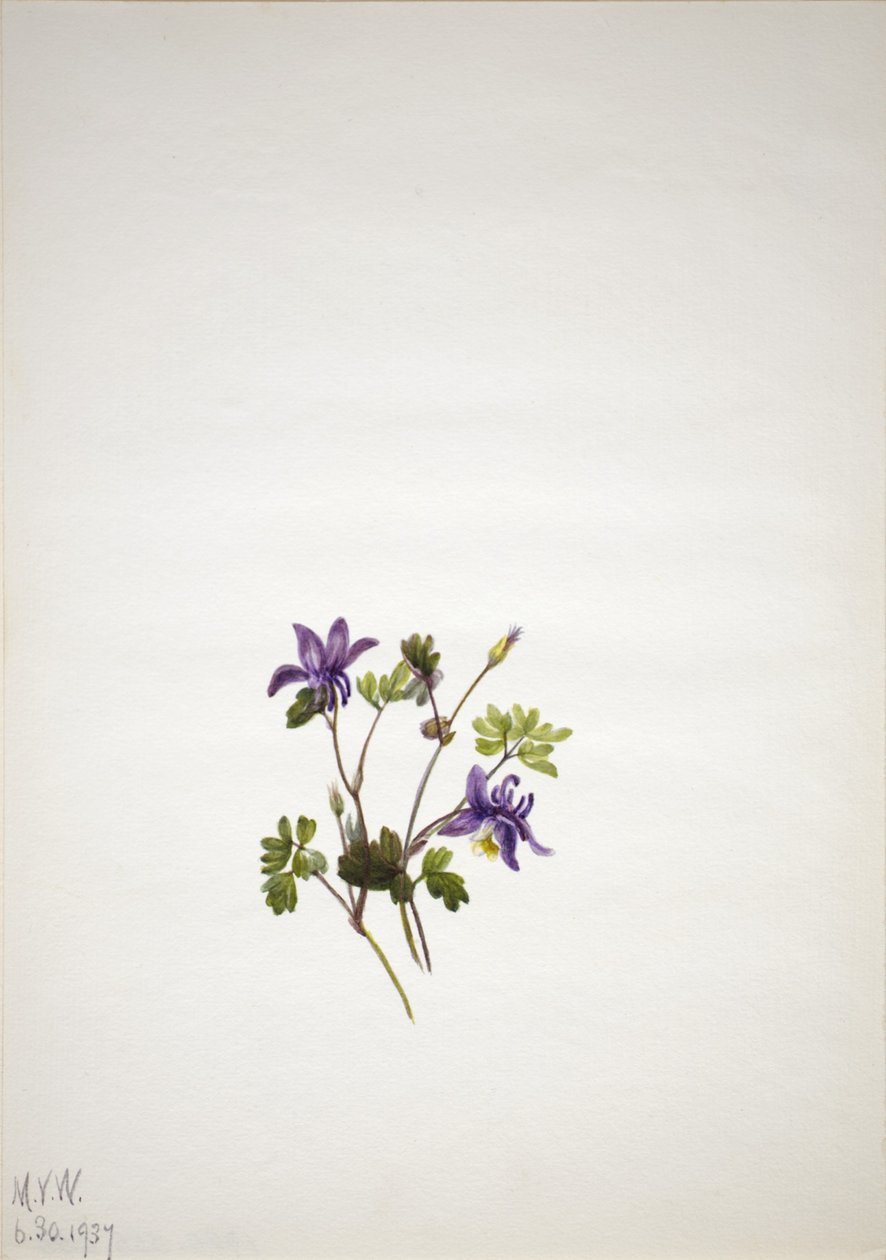 Kék Columbine (Aquilegia saximontana) alkotó: Mary Vaux Walcott