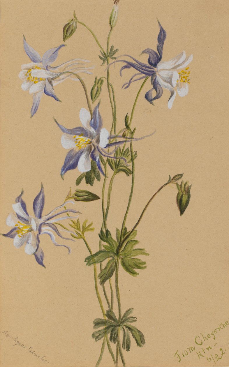 Kék Columbine Aquilegia caerulea, 1922 alkotó: Mary Vaux Walcott