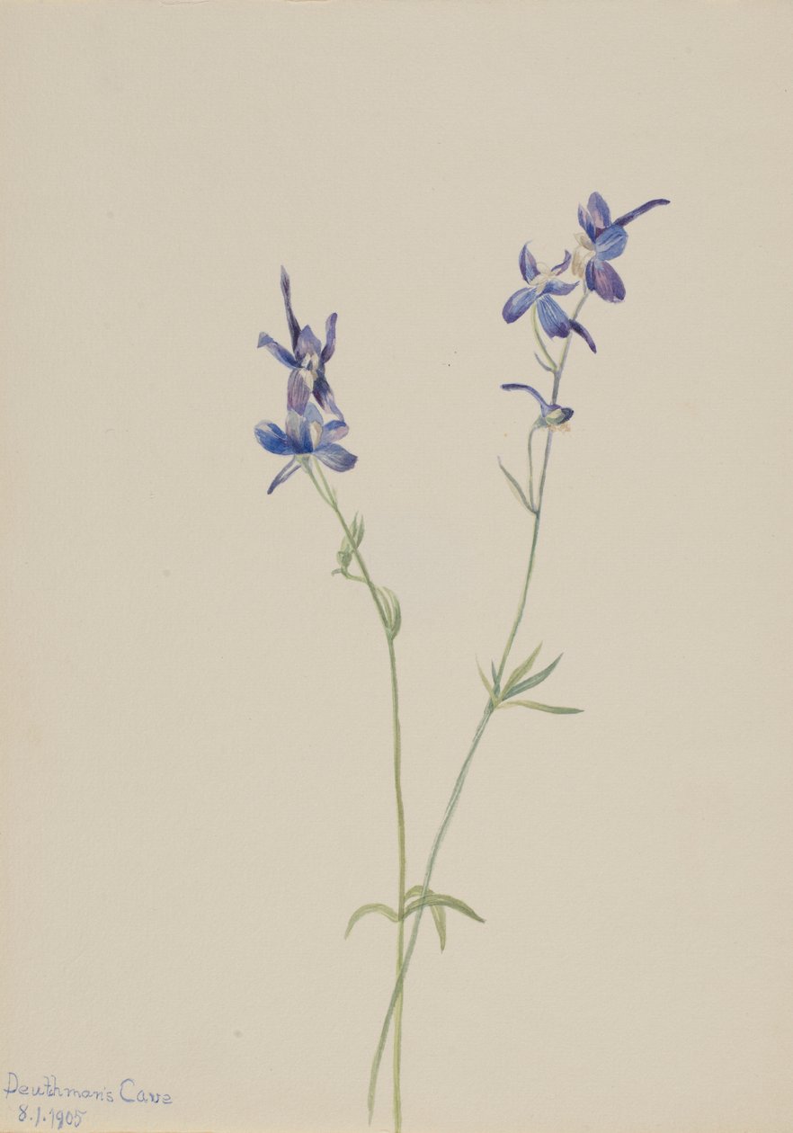 Kék szarkaláb (Delphinium nuttallianum) alkotó: Mary Vaux Walcott