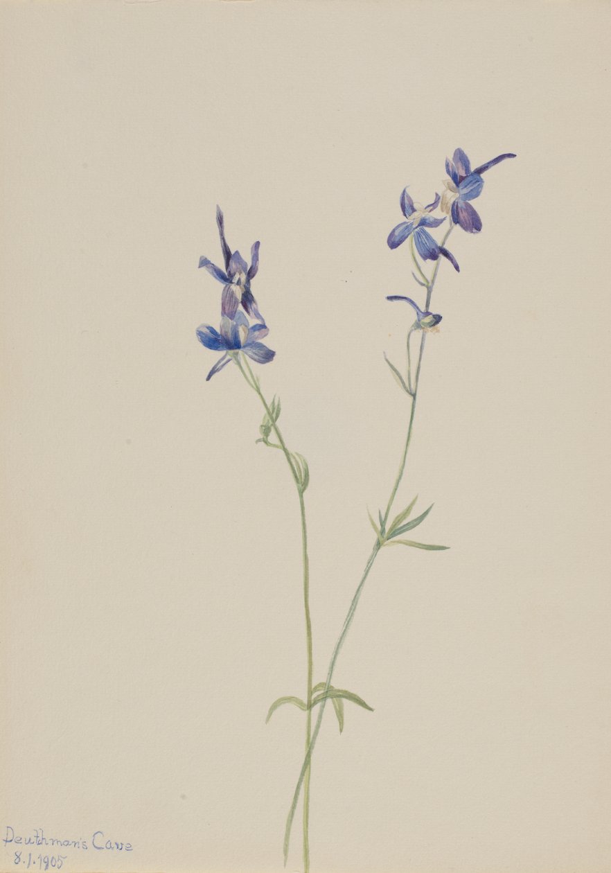 Blue Larkspur Delphinium nuttallianum, 1905. alkotó: Mary Vaux Walcott