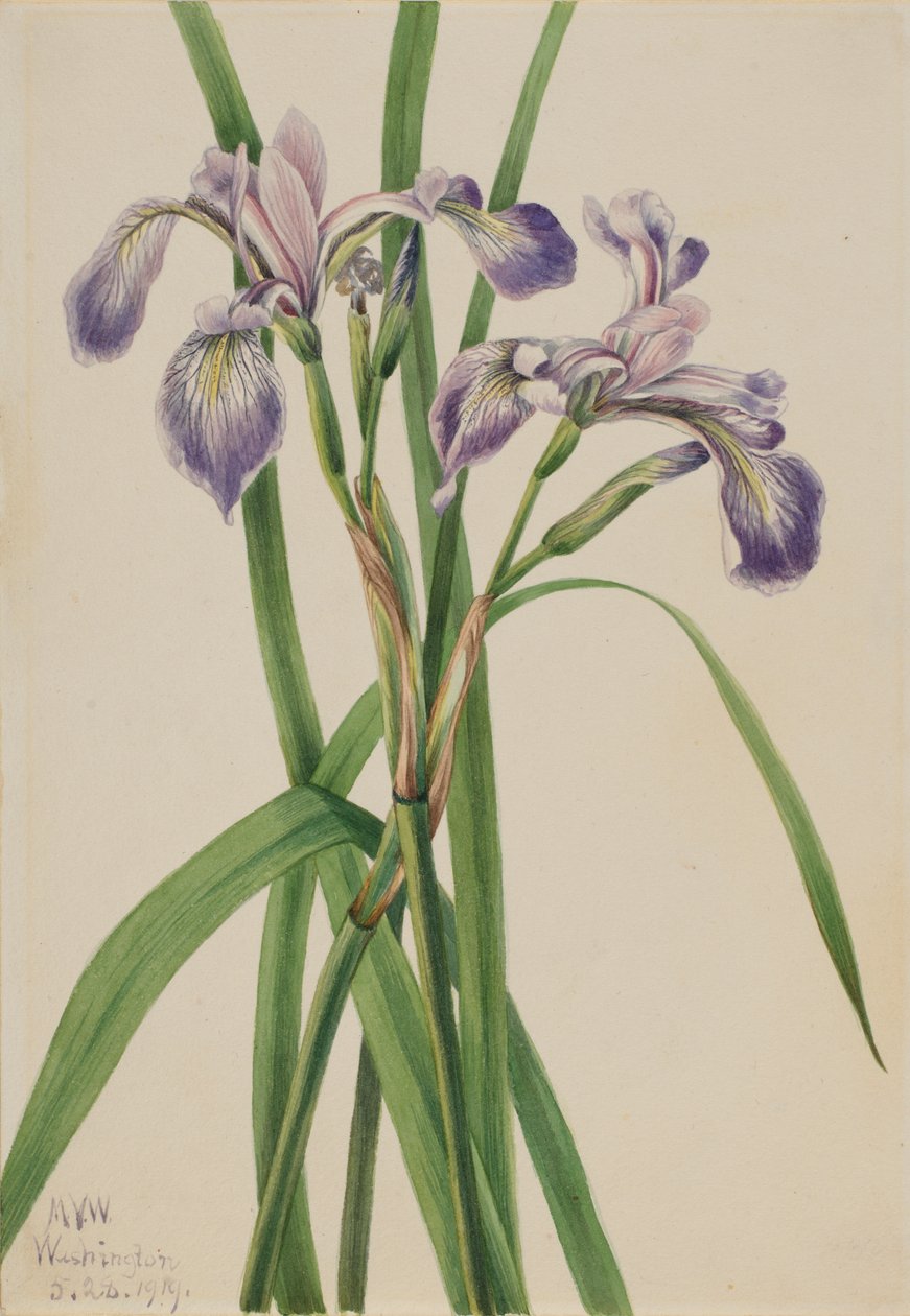 Blueflag Iris Iris versicolor, 1919. alkotó: Mary Vaux Walcott