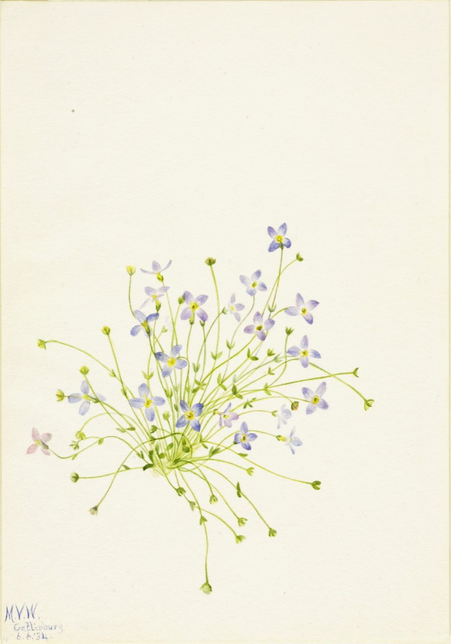 Kékfű (Houstonia serpyllifolia) alkotó: Mary Vaux Walcott