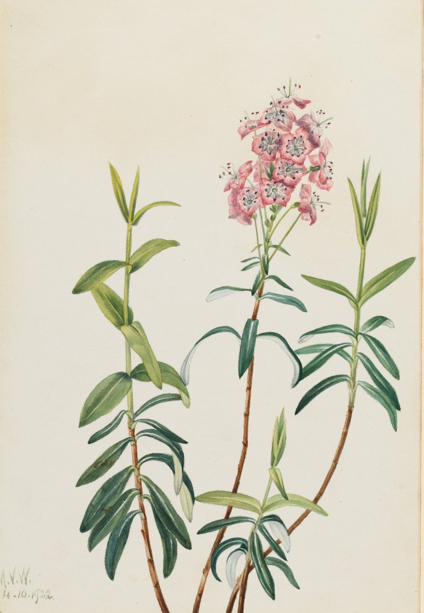Mocsári kalmia (Kalmia polifolia) alkotó: Mary Vaux Walcott