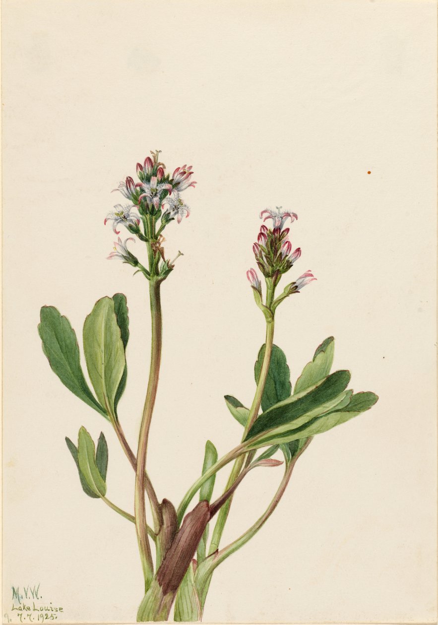 Mocsári bab (Menyanthes trifoliata) alkotó: Mary Vaux Walcott