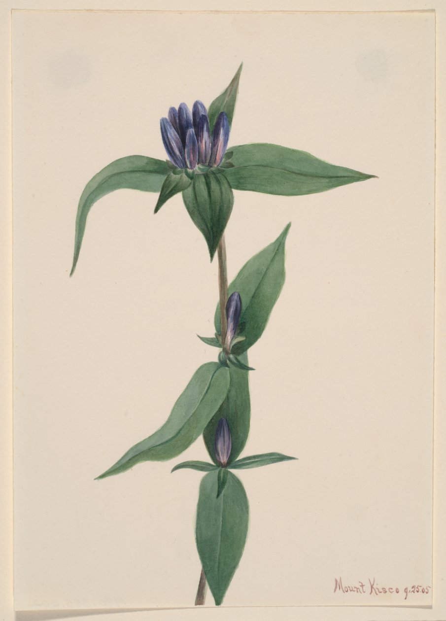 Bottle Gentian (Gentiana saponaria) alkotó: Mary Vaux Walcott