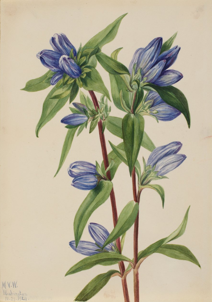 Bottle Gentian (Gentiana saponaria) alkotó: Mary Vaux Walcott