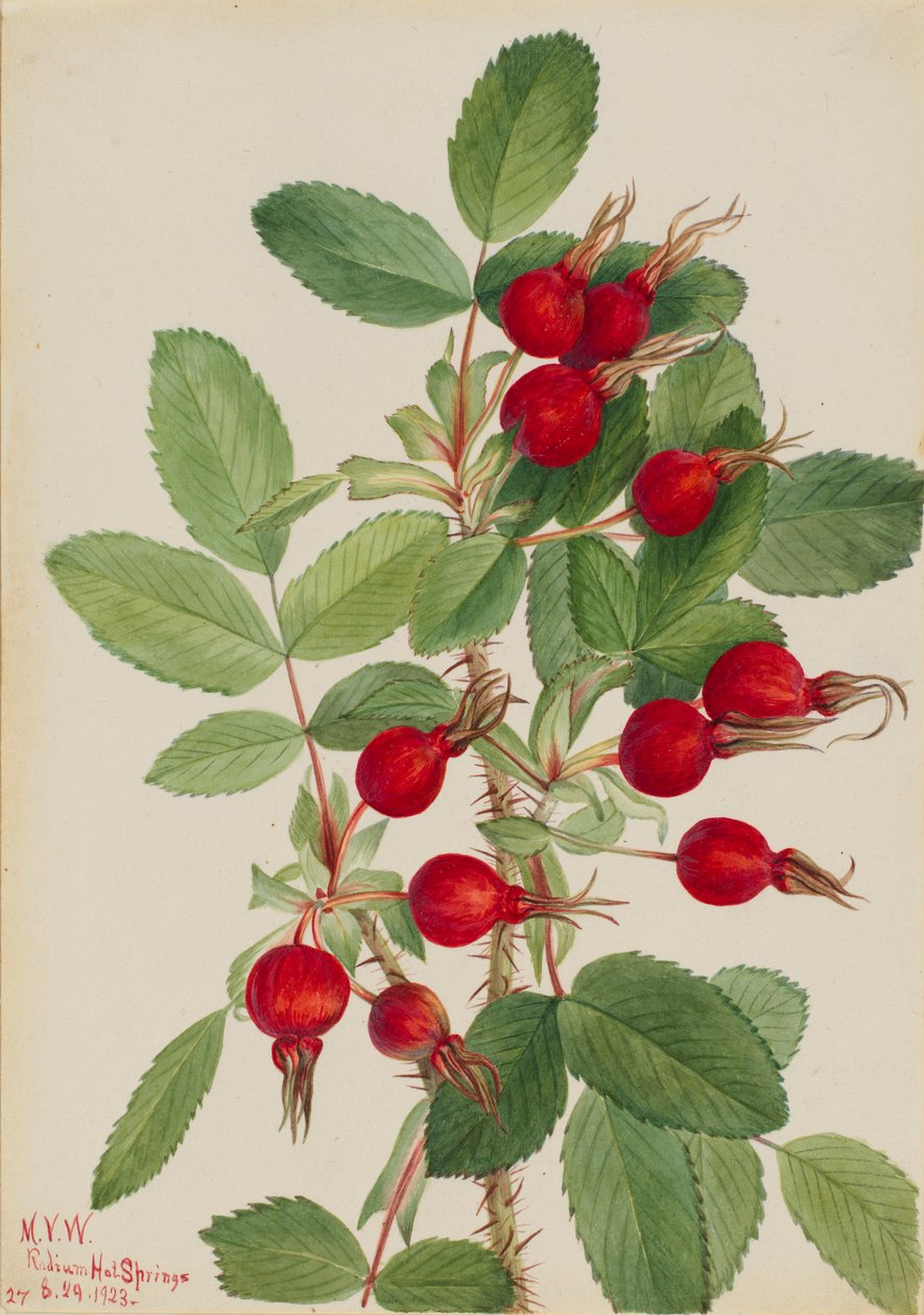 Rózsabimbó (Rosa bourgeauiana) alkotó: Mary Vaux Walcott