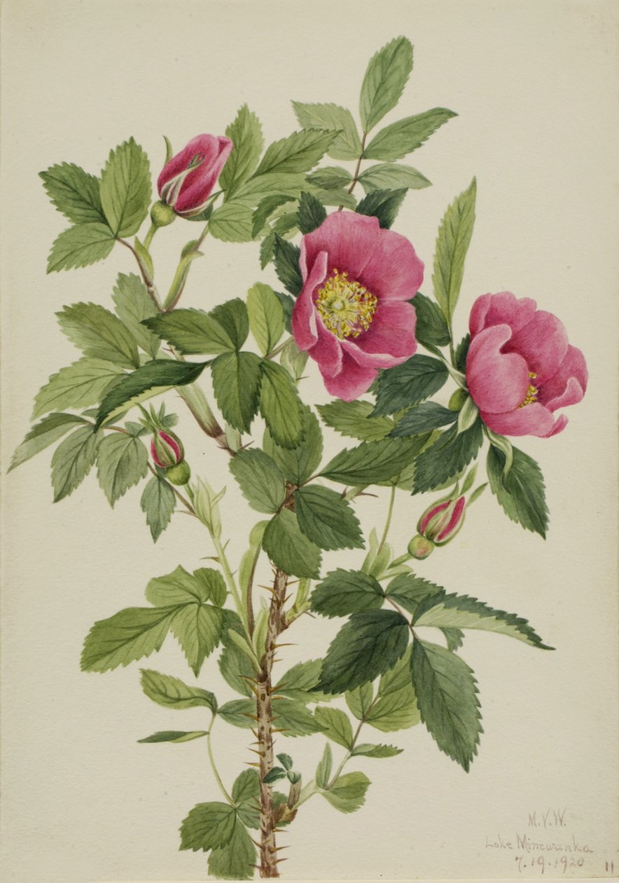 Bourgeau Rose Rosa bourgeauiana, 1920. alkotó: Mary Vaux Walcott