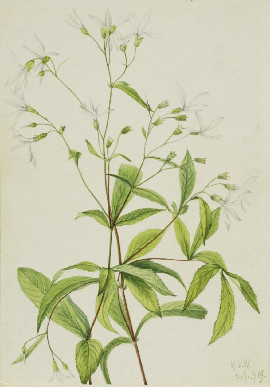 Bowmansroot Porteranthus trifoliatus, 1919. alkotó: Mary Vaux Walcott