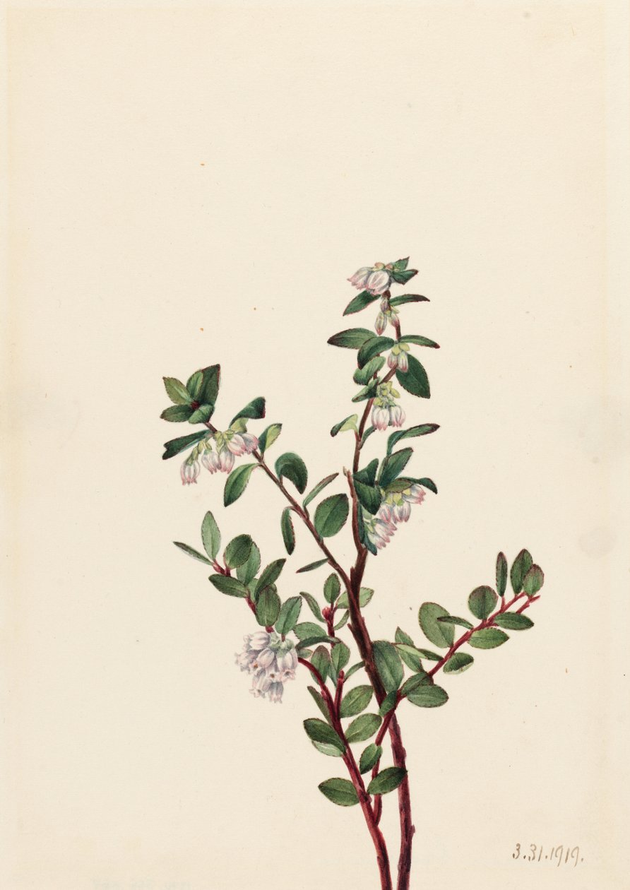 Box Huckleberry (Gaylussacia brachycera) alkotó: Mary Vaux Walcott