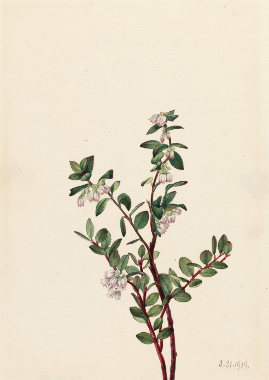 Box Huckleberry Gaylussacia brachycera, 1919. alkotó: Mary Vaux Walcott