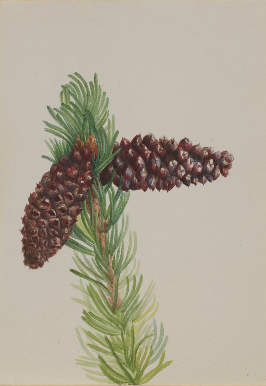 Borostafenyő (Pinus aristata) alkotó: Mary Vaux Walcott