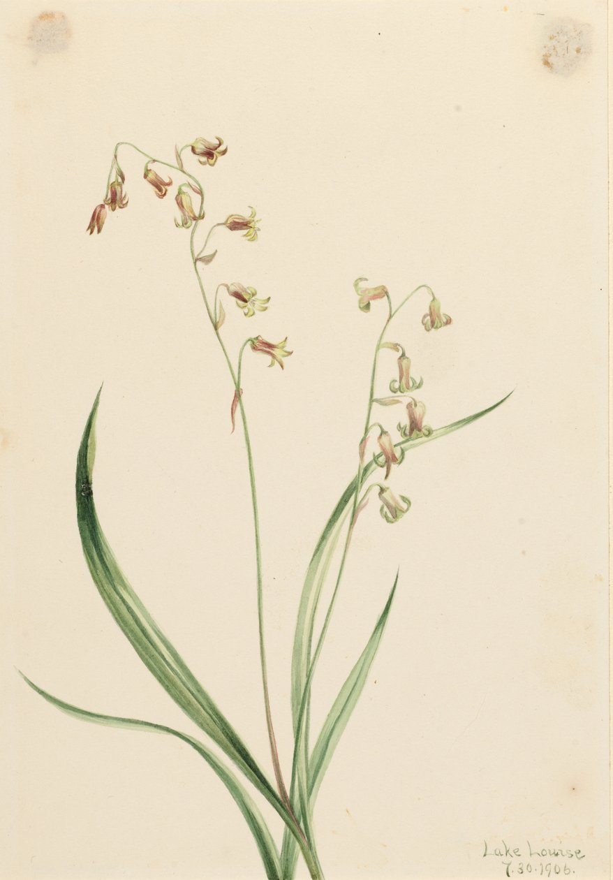 Bronzvirág (Stenanthium occidentale) alkotó: Mary Vaux Walcott