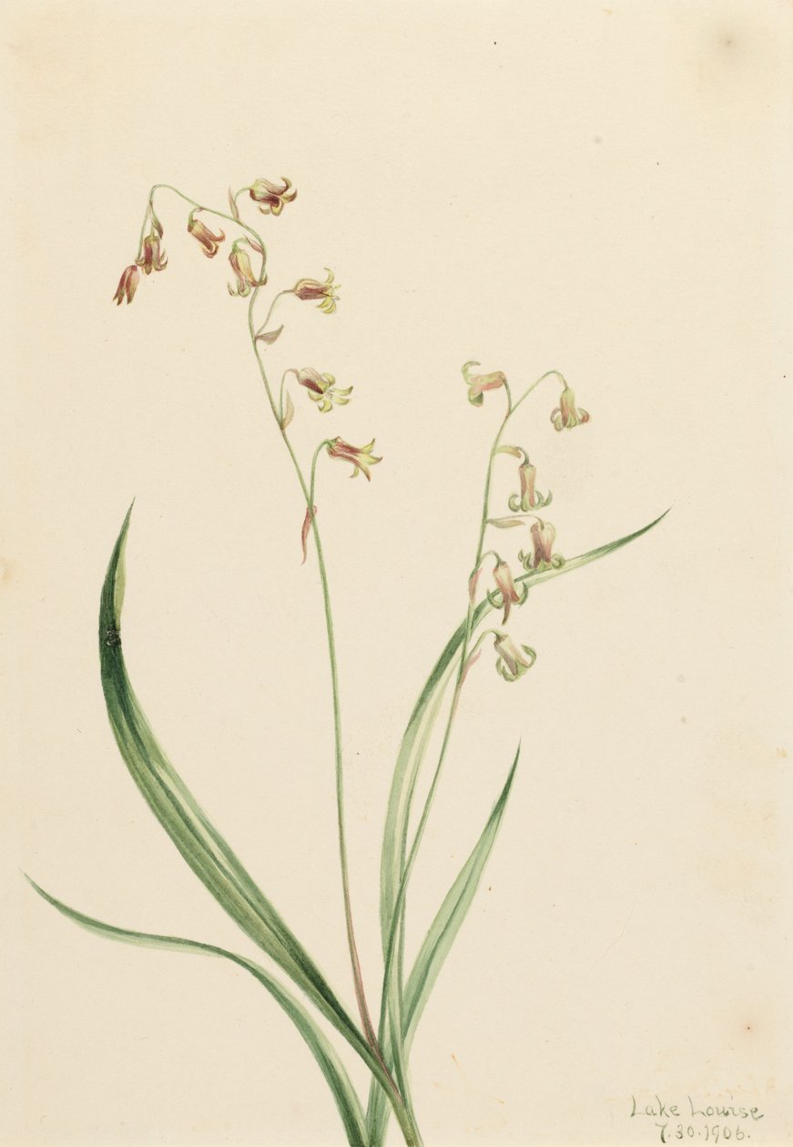 Bronzebells Stenanthium occidentale, 1906 alkotó: Mary Vaux Walcott