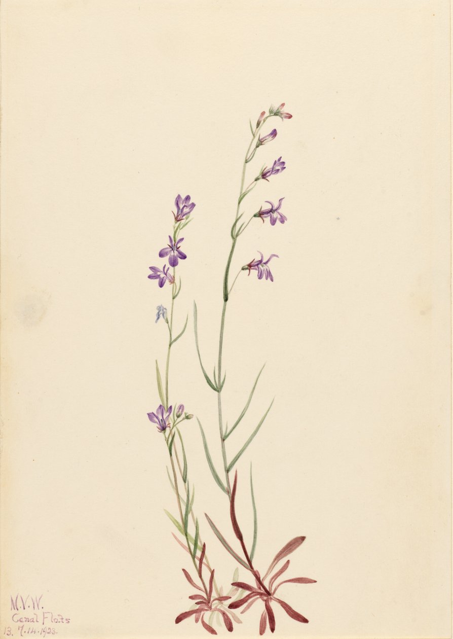 Patak Lobélia (Lobelia kalmii) alkotó: Mary Vaux Walcott