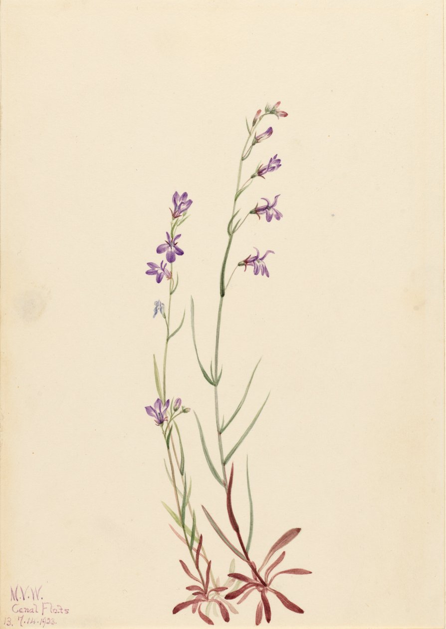 Lobelia patak Lobelia kalmii, 1923. alkotó: Mary Vaux Walcott