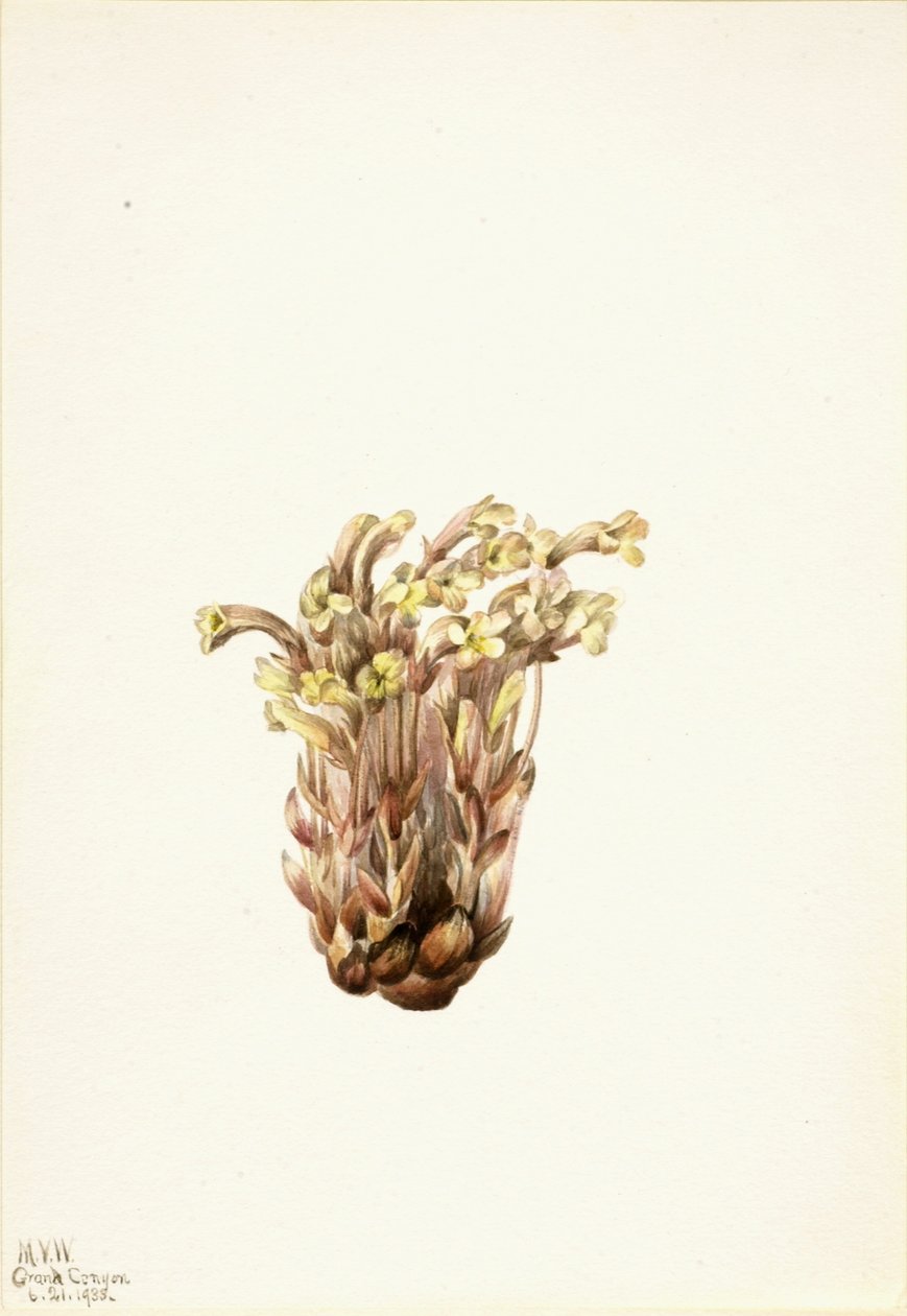 Seprűszőnyeg (Orobanche fasciculata) alkotó: Mary Vaux Walcott