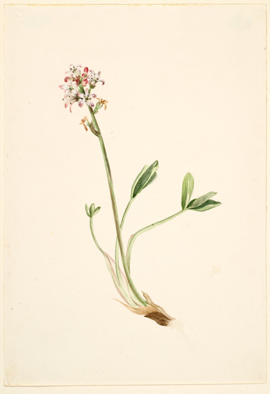 Buckbean (Menyanthes trifoliata) alkotó: Mary Vaux Walcott