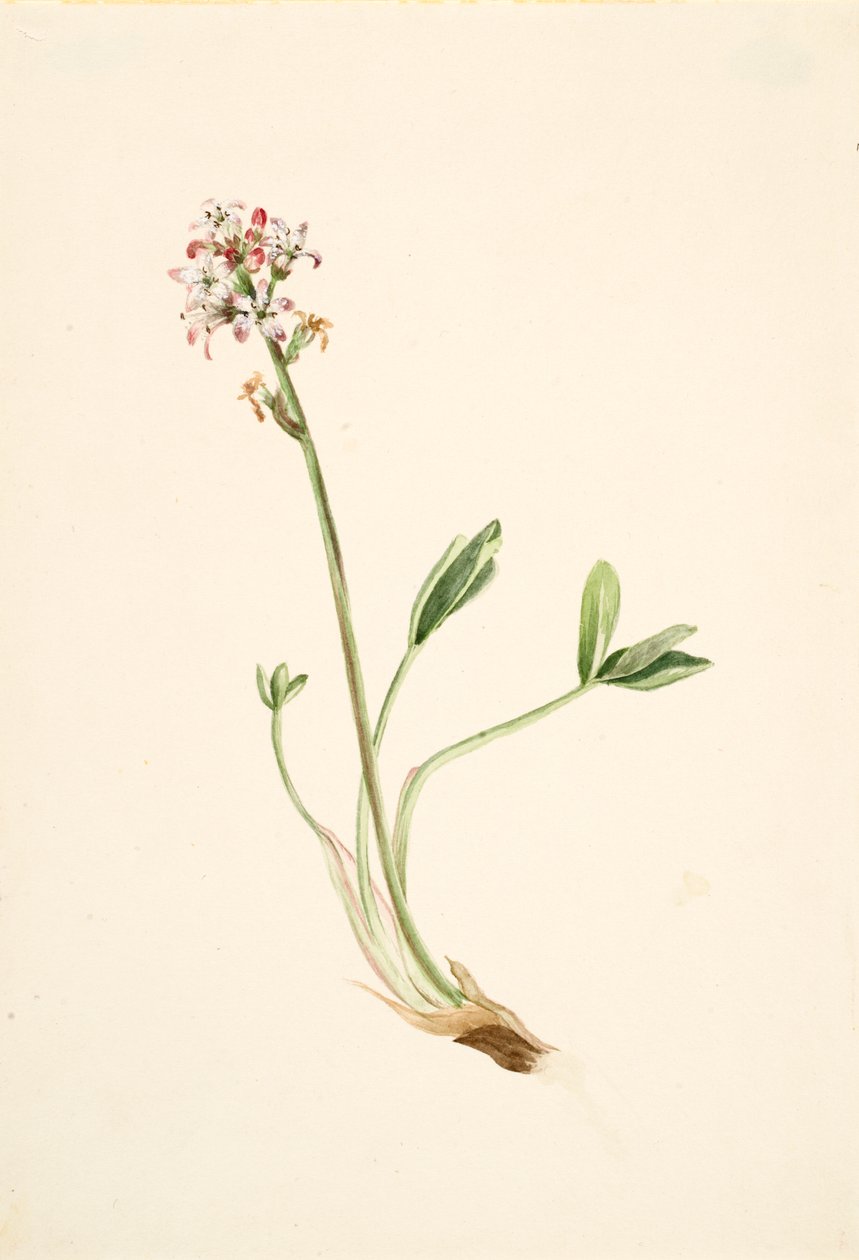 Buckbean Menyanthes trifoliata, kb. 1900-1920. alkotó: Mary Vaux Walcott